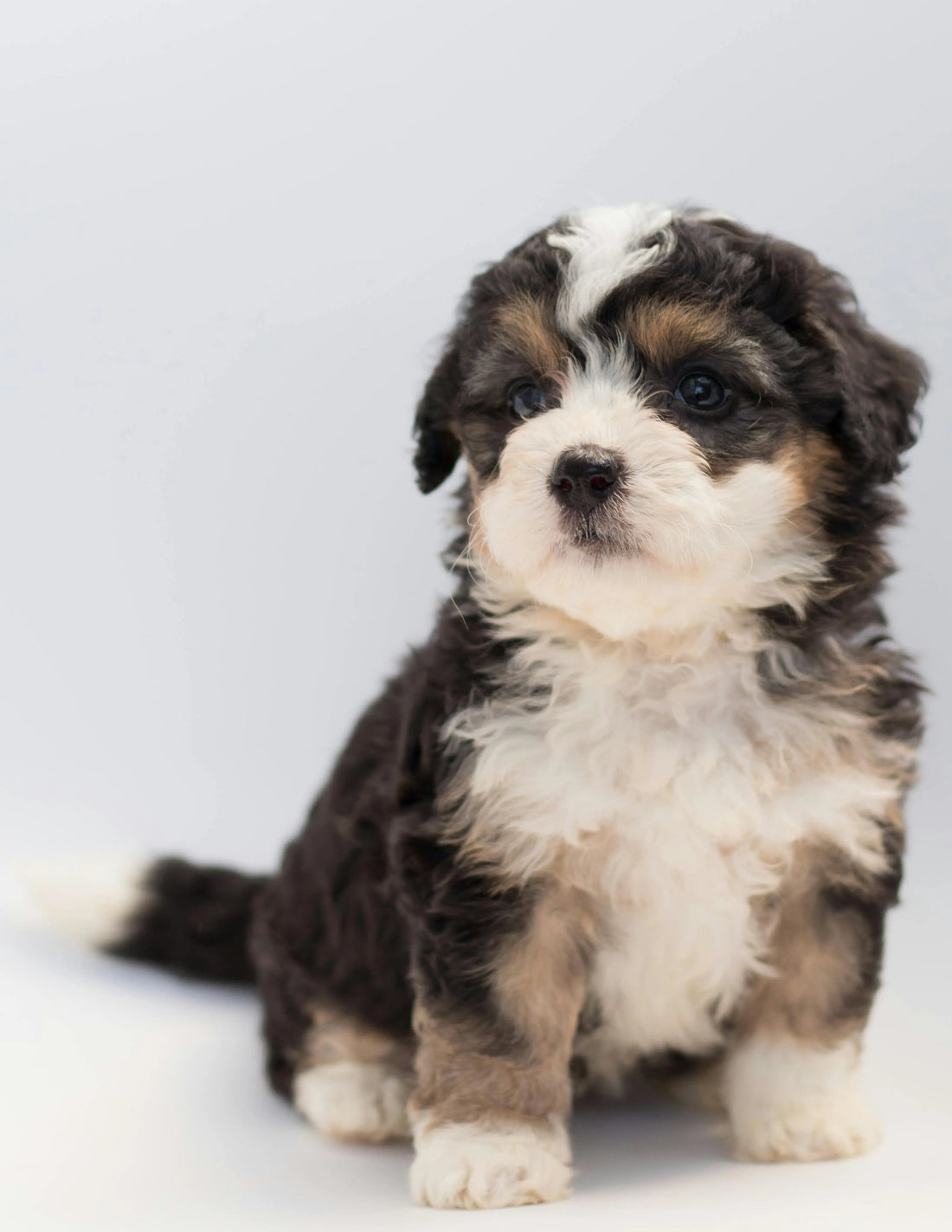 Les Premiers Pas avec votre Chiot : Nos Conseils pour un début réussi