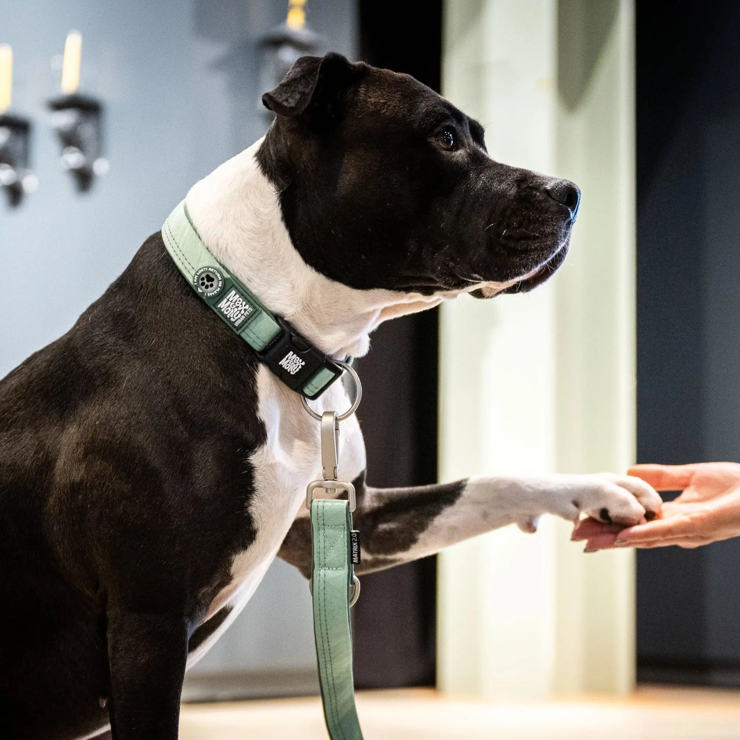 Collier Jade Max & Molly Zoopet Shop