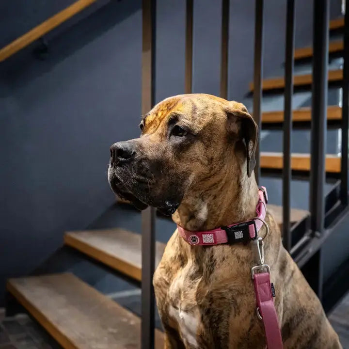 Collier Rose Max & Molly Zoopet Shop
