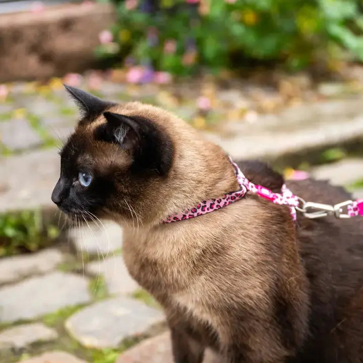 Ensemble harnais et laisse pour chat Max & Molly Zoopet Shop