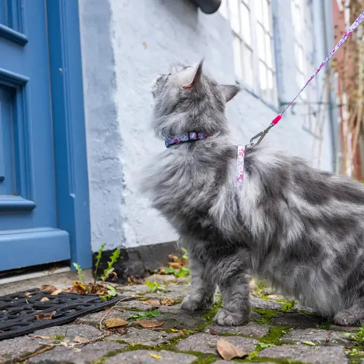Ensemble harnais et laisse pour chat Max & Molly Zoopet Shop