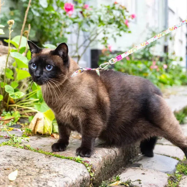 Ensemble harnais et laisse pour chat Max & Molly Zoopet Shop