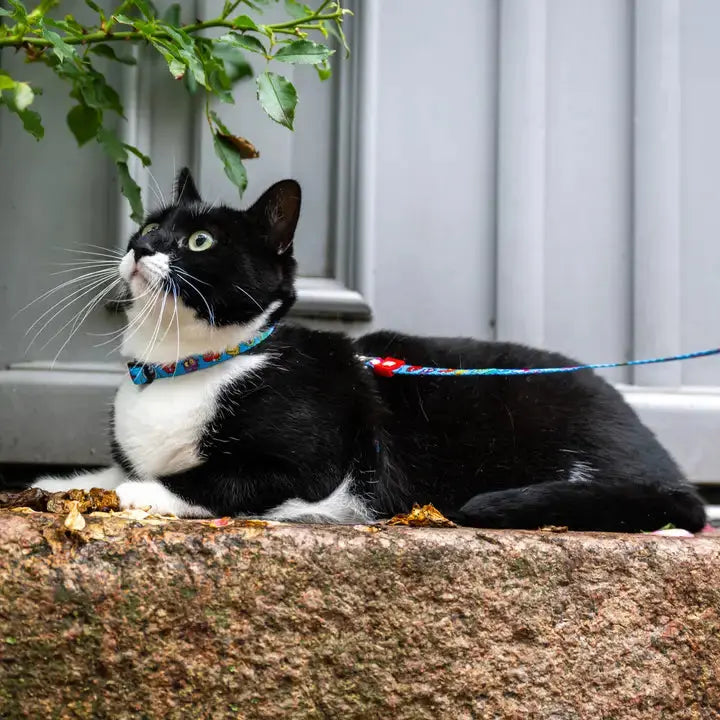 Ensemble harnais et laisse pour chat Max & Molly Zoopet Shop